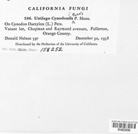 Ustilago cynodontis image